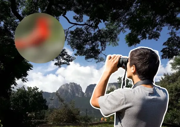 Este animal nativo de Nuevo León no migra, canta todo el año y decora los árboles con su color rojo