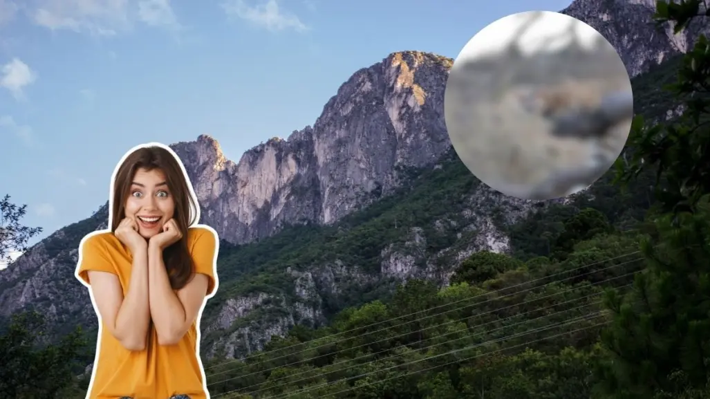 Este animal nativo de Nuevo León puede saltar a grandes metros en vertical