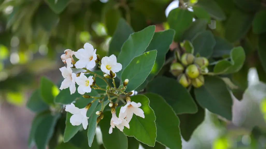 Esta es la flor nativa de Tamaulipas ideal para atraer colibríes