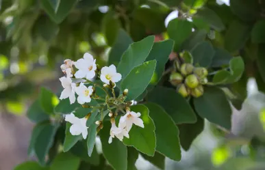 Esta es la flor nativa de Tamaulipas ideal para atraer colibríes