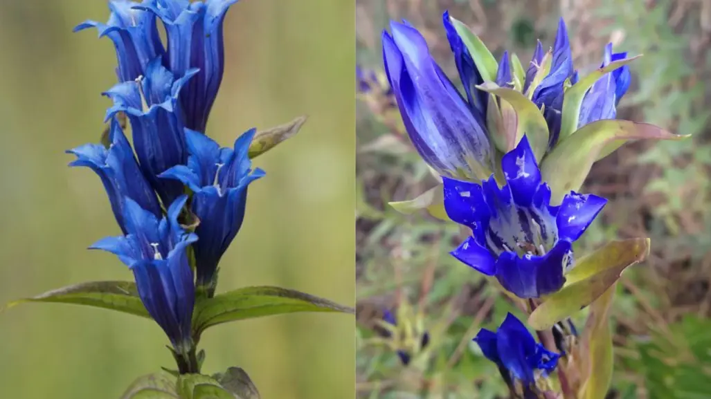 La flor nativa del Edomex que aparece en Super Mario y tiene beneficios para respirar mejor