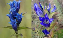 La flor nativa del Edomex que aparece en Super Mario y tiene beneficios para respirar mejor