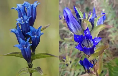 La flor nativa del Edomex que aparece en Super Mario y tiene beneficios para respirar mejor