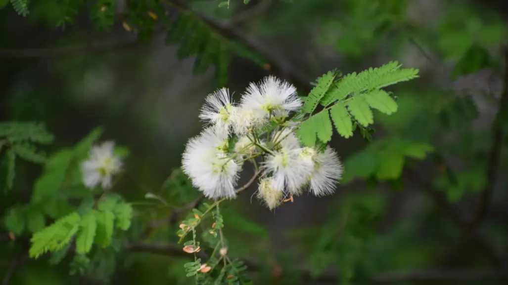 Descubre la flor nativa de Tamaulipas que es la favorita para atraer abejas