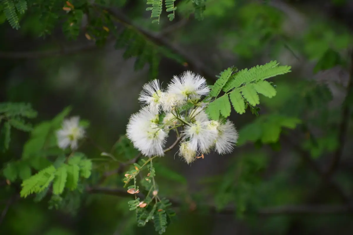 La tenaza es un árbol nativo de Tamaulipas, cuya flor atrae a polinizadores como las abejas. Foto: iNaturalist