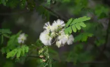 Descubre la flor nativa de Tamaulipas que es la favorita para atraer abejas