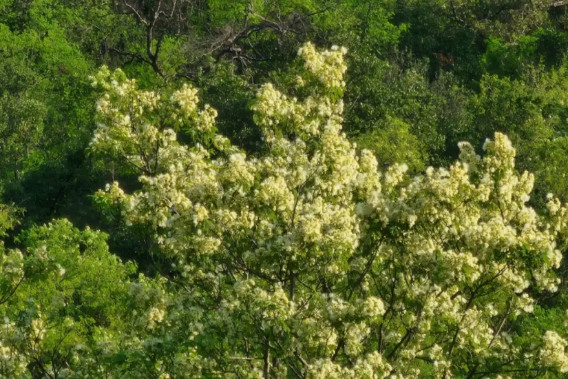 El árbol de tenaza crece en cerros y cerca de ríos donde recibe abundante luz solar. Foto: iNaturalist 
