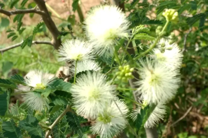 La flor de tenaza es una de las favoritas de las abejas y otros polinizadores. Foto: iNaturalist