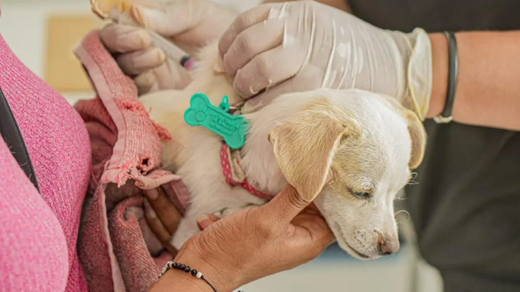 Gobierno de Zuazua realizará jornada de vacunación para mascotas en la colonia Real de Palmas