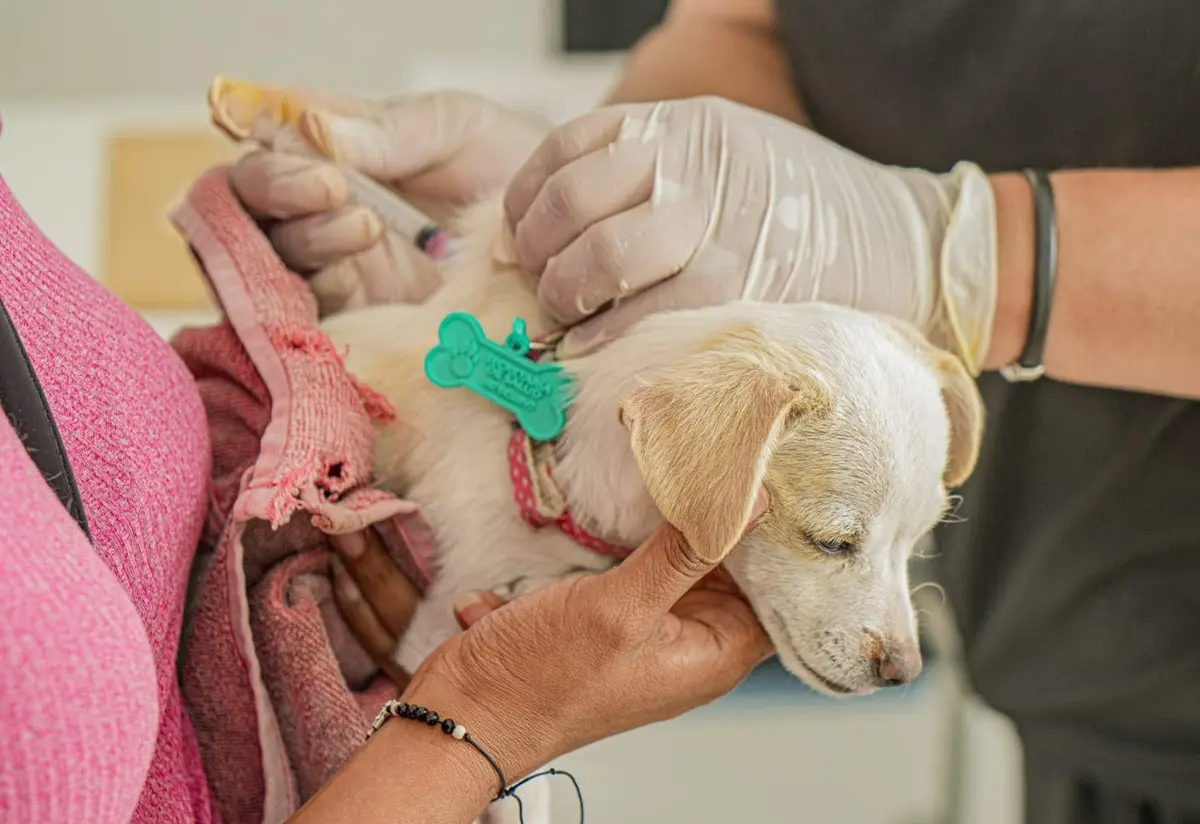 Las vacunas para las mascotas que aplicará el Gobierno de Zuazua son gratuitas. Foto: Facebook Bienestar Animal Zuazua