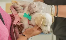 Gobierno de Zuazua realizará jornada de vacunación para mascotas en la colonia Real de Palmas