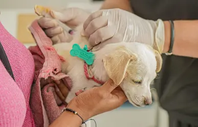 Gobierno de Zuazua realizará jornada de vacunación para mascotas en la colonia Real de Palmas
