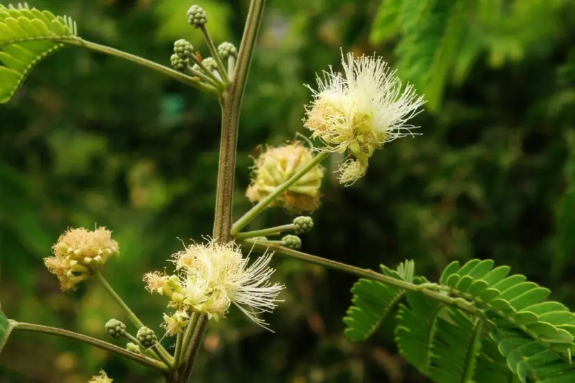Flor de tenaza o huajillo ((Havardia pallens). Foto: iNaturalist