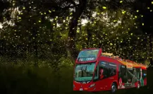 Este tour de CDMX te lleva en Turibús a Tlaxcala para ver luciérnagas; fechas y costos de este viaje