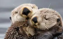 Este animal nativo de Tamaulipas duerme tomado de las manos