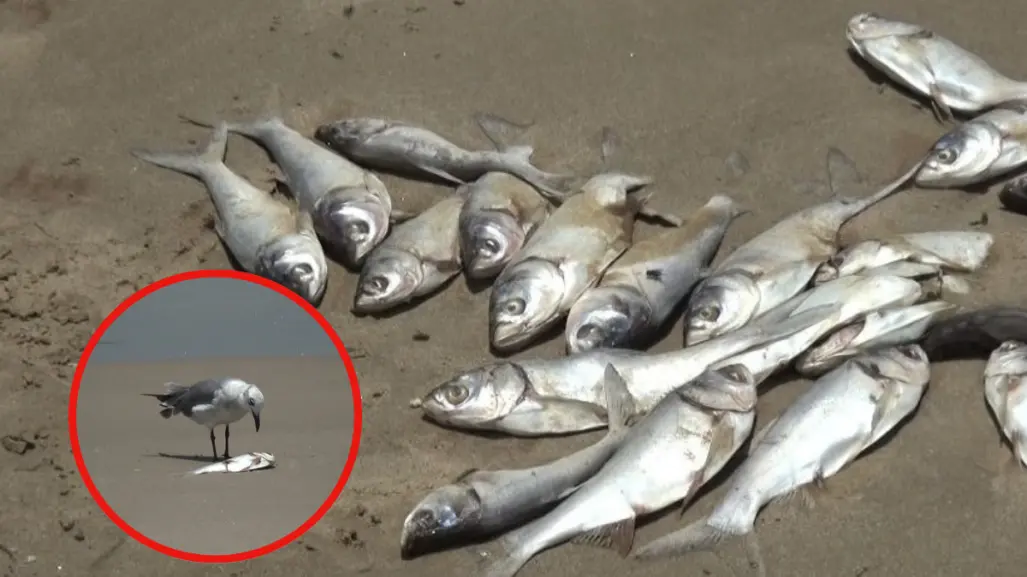 Aparecen cientos de peces muertos en la playa Miramar por esta razón