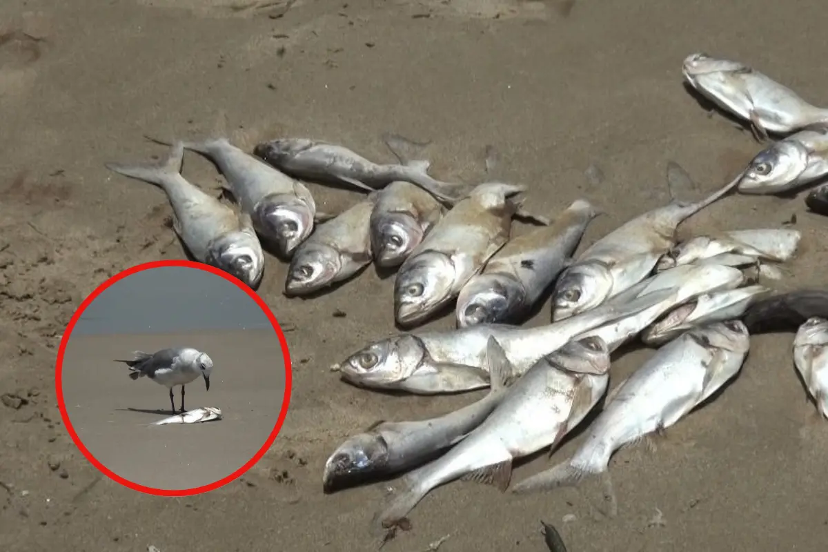 Expertos proponen regresarlos al mar como materia orgánica, pero las condiciones logísticas lo dificultan | Foto: Axel Hassel