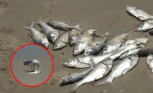 Aparecen cientos de peces muertos en la playa Miramar por esta razón