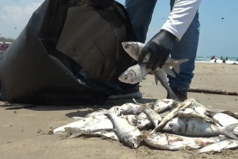Proponen reincorporarlos al mar como materia orgánica | Foto: Axel Hassel