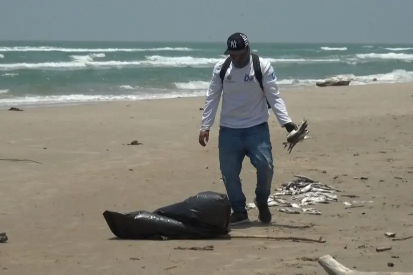 Muchos peces han aparecido muertos sobre la playa | Foto: Axel Hassel
