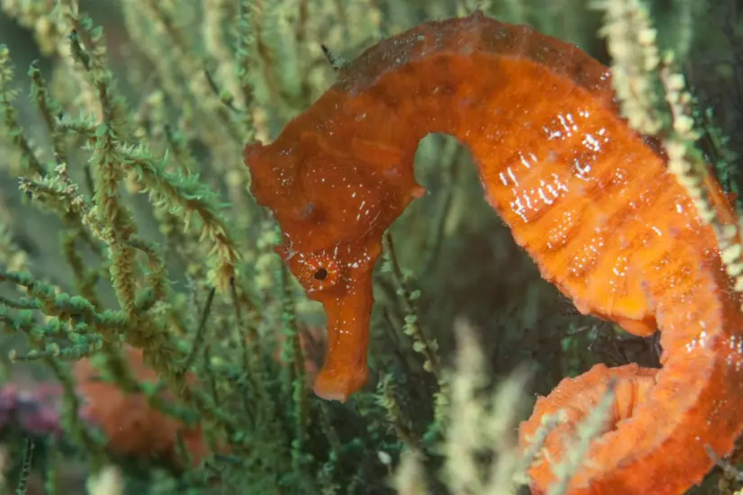 Se mimetiza con el entorno marino, lo que lo hace difícil de ver a simple vista. Foto: iNaturalist.org