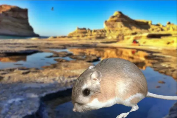 Conoce a la rata canguro de largas patas que vive solo en Baja California Sur