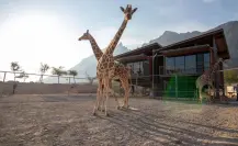 Conoce el hotel en el que puedes convivir con animales salvajes en Nuevo León