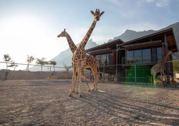 Conoce el hotel en el que puedes convivir con animales salvajes en Nuevo León