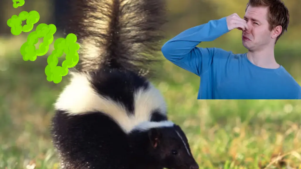 El olor de este animal nativo de Tamaulipas es su mejor escudo para sobrevivir a depredadores