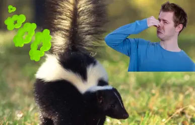 El olor de este animal nativo de Tamaulipas es su mejor escudo para sobrevivir a depredadores