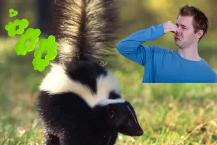 El olor de este animal nativo de Tamaulipas es su mejor escudo para sobrevivir a depredadores El olor de este animal nativo de Tamaulipas es su mejor escudo para sobrevivir a depredadores