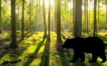 El enorme animal nativo de Durango que el hombre extinguió hace 60 años