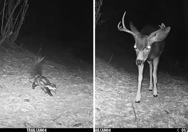 Cámaras trampa registran animales en San Dionisio a pesar de la sequía