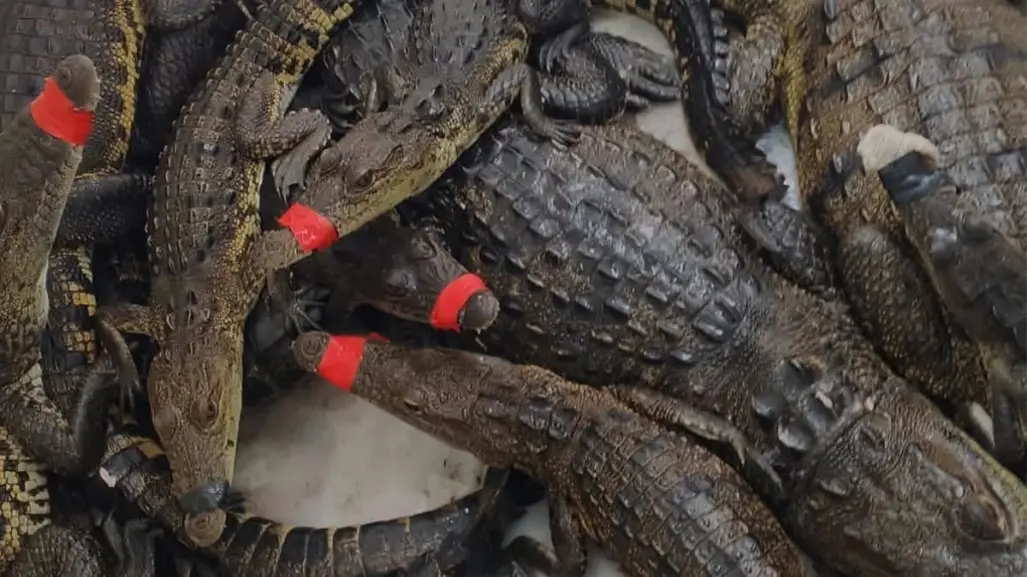 Capturan y reubican 200 cocodrilos en Altamira tras fuertes lluvias