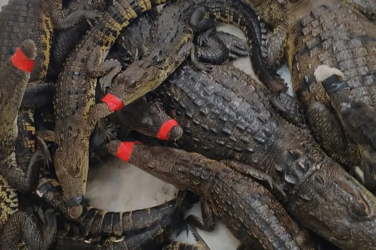 Crías y ejemplares jóvenes de cocodrilo capturados en Altamira tras las lluvias e inundaciones. Foto: Axel Hassel