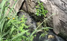 Familia de cocodrilos vive en un drenaje y debajo casas en Villahermosa, Tabasco | VIDEO