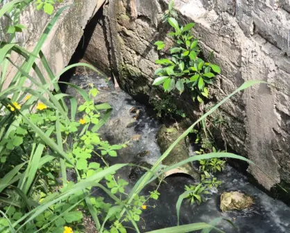 Familia de cocodrilos vive en un drenaje y debajo casas en Villahermosa, Tabasco | VIDEO