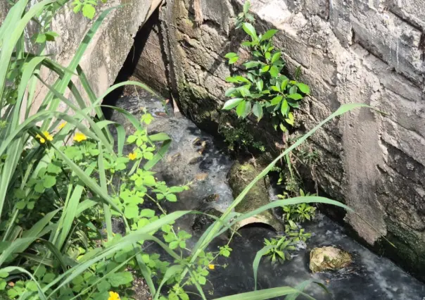 Familia de cocodrilos vive en un drenaje y debajo casas en Villahermosa, Tabasco | VIDEO