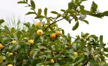 El árbol nativo de Durango cuyos frutos son valorados en todo el mundo