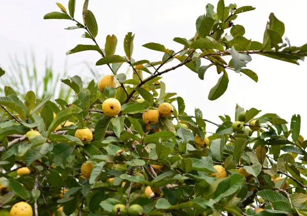 El árbol nativo de Durango cuyos frutos son valorados en todo el mundo
