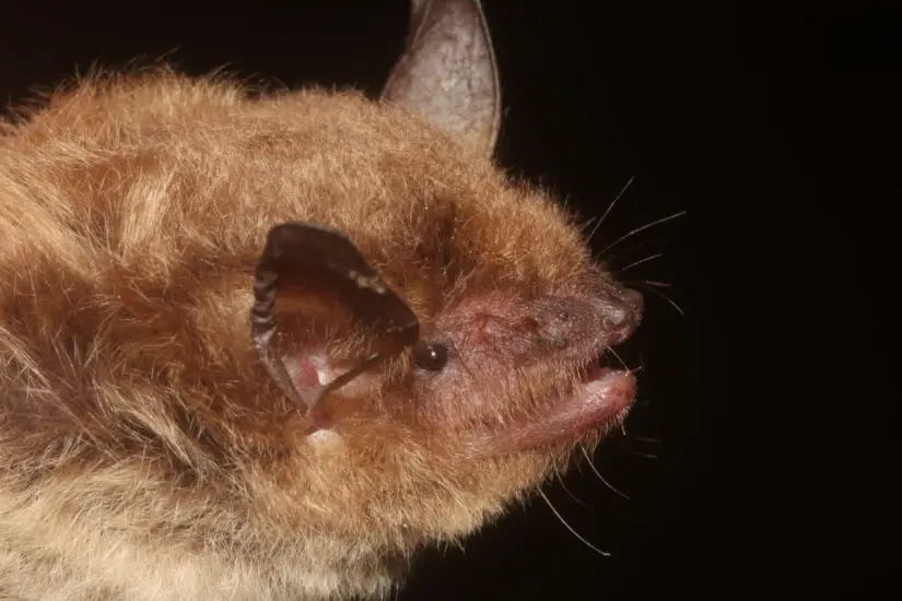 Foto: iNaturalist.org