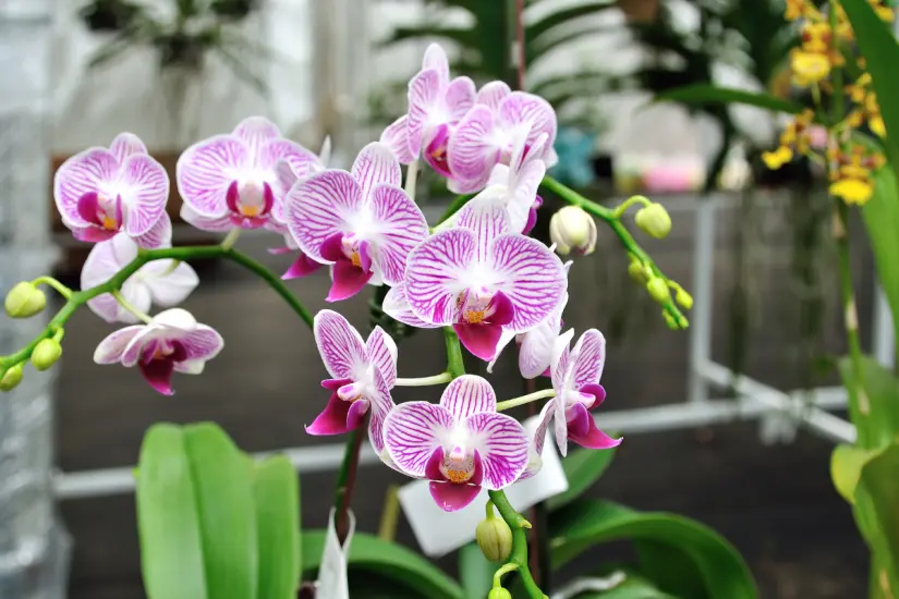 Las orquídeas pueden florecer espléndidamente con un abono casero que les proporciona los nutrientes esenciales que necesitan. Foto: Canva