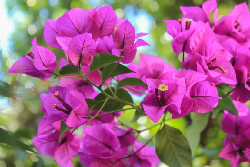 Aprende a preparar un abono casero para que tus orquídeas florezcan con belleza y vitalidad en su entorno natural. Foto: Canva