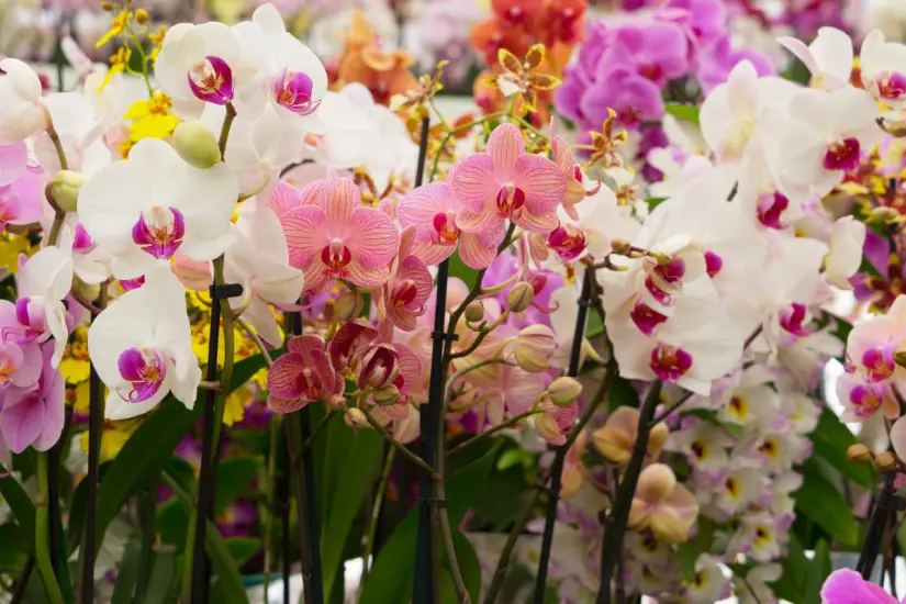 Mejora la salud de tus orquídeas y hazlas florecer con un abono casero hecho con ingredientes simples y naturales. Foto: Canva