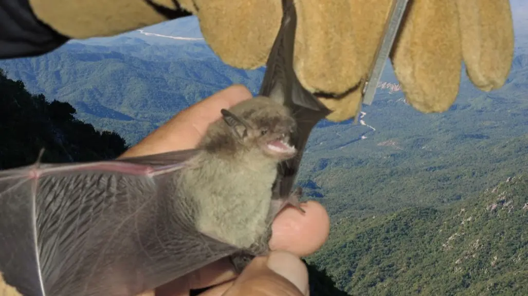Conoce al murciélago sudcaliforniano, un habitante oculto de la sierra y el desierto
