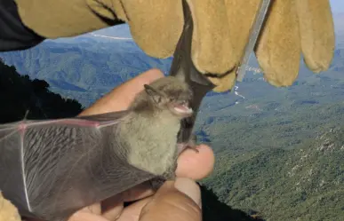 Conoce al murciélago sudcaliforniano, un habitante oculto de la sierra y el desierto