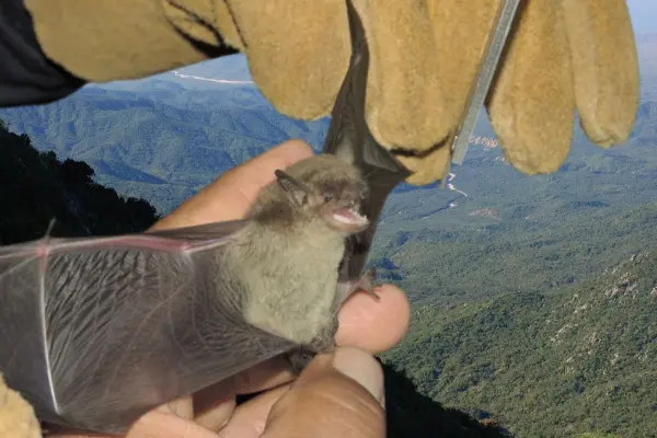 Conoce al murciélago sudcaliforniano, un habitante oculto de la sierra y el desierto
