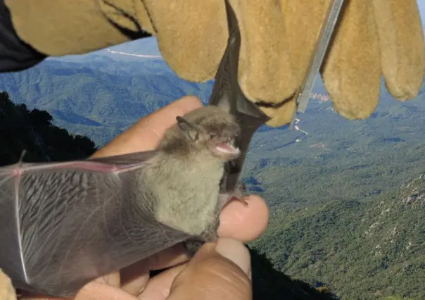 Conoce al murciélago sudcaliforniano, un habitante oculto de la sierra y el desierto