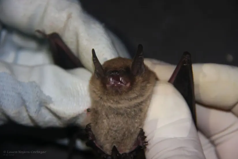 Foto: iNaturalist.org