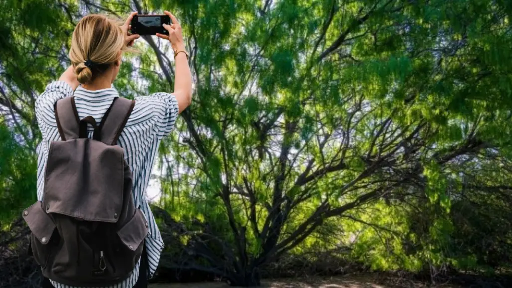 El árbol nativo de BCS que sobrevive al fuego y vuelve a brotar en medio del desierto